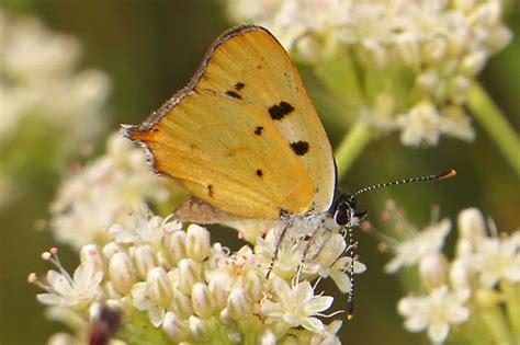 hermes copper lycaena